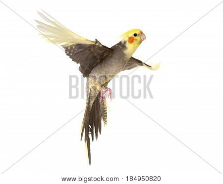 young cockatiel flying in front of white background
