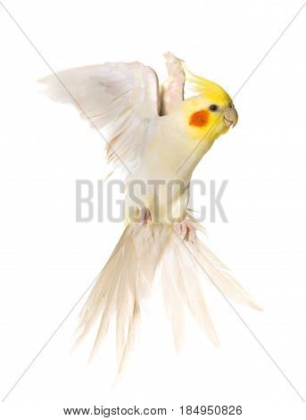 young cockatiel flying in front of white background