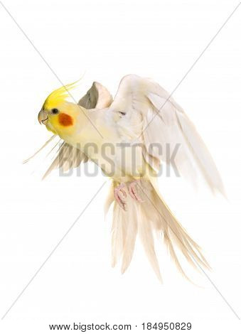 young cockatiel flying in front of white background