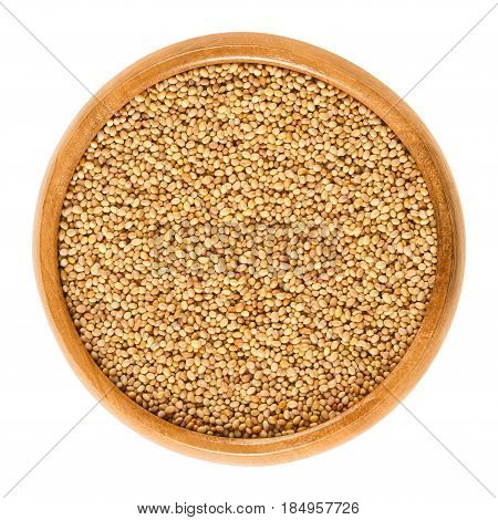 Crimson clover seeds in wooden bowl. Trifolium incarnatum, also known as Italian clover. Used for making protein-rich clover sprouts. Isolated macro food photo close up from above on white background.
