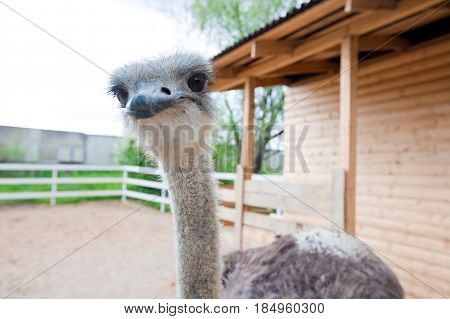 close-up of head of ostrich. background ostrich. head of ostrich.