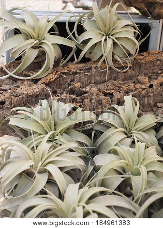 Epiphytes for sale at the flower market