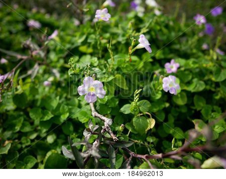 Selective focus of Laurel Clockvine or Thunbergia laurifolia.