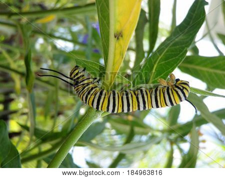 yellow, black and white caterpillar crawling through leaves