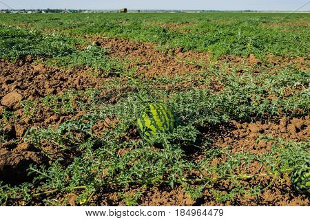 Watermelon on the plantation in the open air