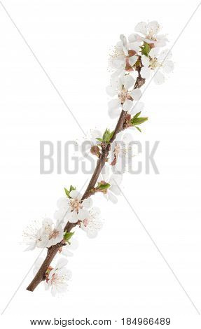 Apricot Flowers Isolated On White. Without Shadow