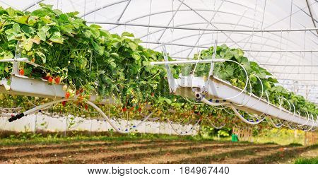 Inside View On Strawberry Plant On Greenhouse