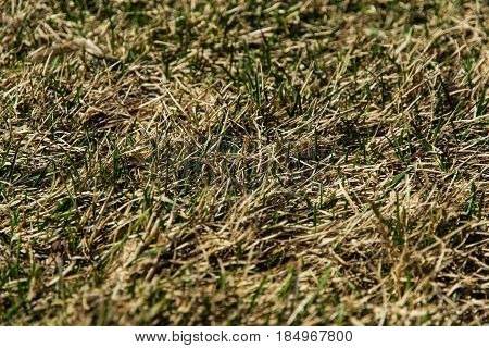 A young fresh green grass sprouting through a dry old yellow