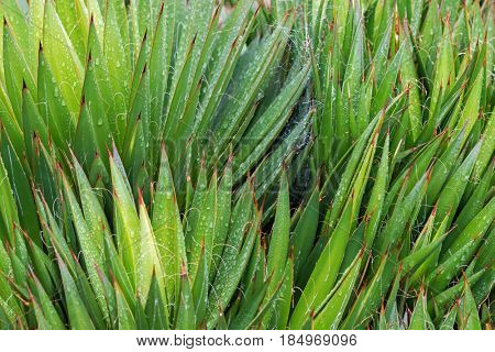 Closeup of Wet Thread Leaf Agave,  evergreen succulent plant with spiny leaves and long white fibres grown in Tasmania, Australia (Agave Filifera)