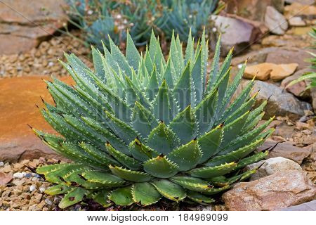 Front view of big wet Spiral Aloe cacti plant in green grown in Tasmania, Australia (Xanthorrhoeaceae Aloe Polyphylla)
