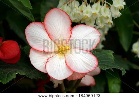 Closeup of Hybrid Begonia tuberhybrida flower in white with red margin and yellow pollens grown in Tasmania, Australia