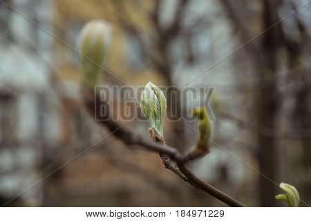Blossoming buds on lime tree branches in the park