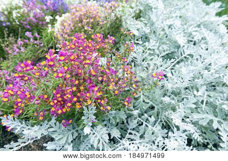 Beautiful Bright Pink And Yellow Flowers And Pale Green Leaves Decorating Plant Background