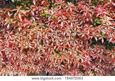 Red Glossy Foliage Leaves In Botanic Garden Background Texture