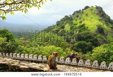 Famous Adams peak picture taken from Cave tempel in Dambulla Sri Lanka. Sitting Toque macaque in front