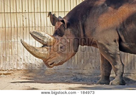 Rhino2