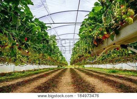 Inside View On Strawberry Plant On Greenhouse
