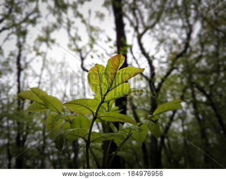 Picture of a spring branch in the forest.
