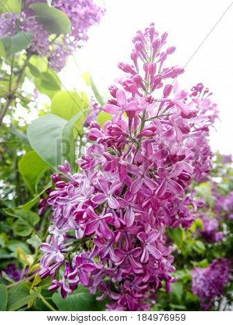 Photo of blossoming lilac color in April.