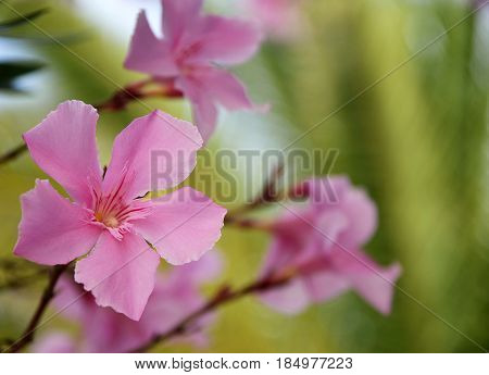 Pink Oleander flowers (Oleander Nerium).Blooming oleander with beautiful pink flowers close up.Selective focus.Copy space.