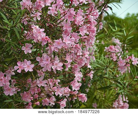 Pink Oleander flowers (Oleander Nerium).Blooming oleander bush with beautiful pink flowers.Selective focus.Copy space.
