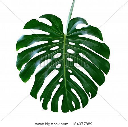 green leaf of a tropical flower monstera isolated on white background.