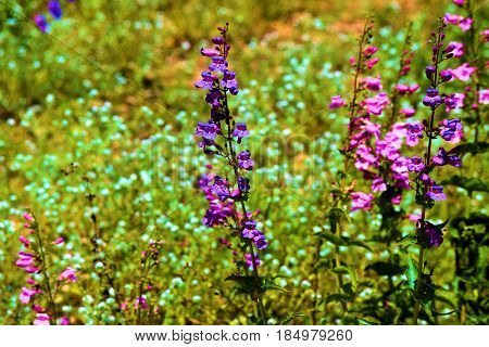 Purple Lupine Flowers surrounded by white wildflowers taken in a rural meadow during spring