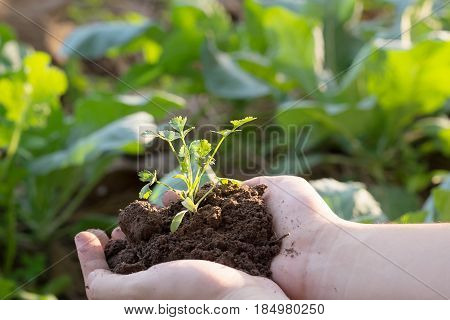 Soil cultivated dirt earth ground agriculture land background Nurturing baby plant on handOrganic gardening agriculture. Nature closeup and selective focus.