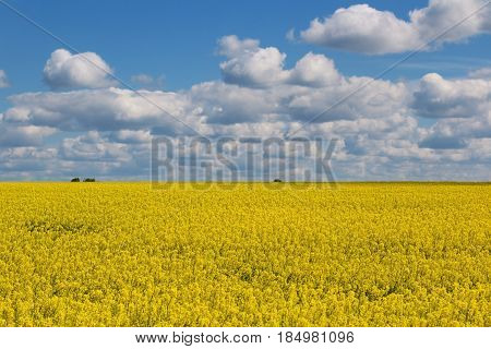 Field of bright yellow rapeseed in spring. Cloudy blue sky. Landscape with sky and rapseed field in Ukraine. Sunny field of rape