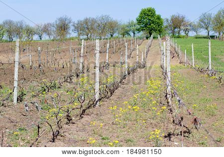 Young vineyards in Moldova. Sunny day spring time. Straight rows of vineyards green trees on the background