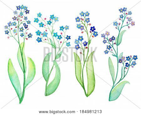 Forget-me-not blue flower branch with leaf. Watercolor painting on white background. Forget-me-not bouquet hand-painted illustration. Hand-drawn watercolour flower. Floral decor for wedding design