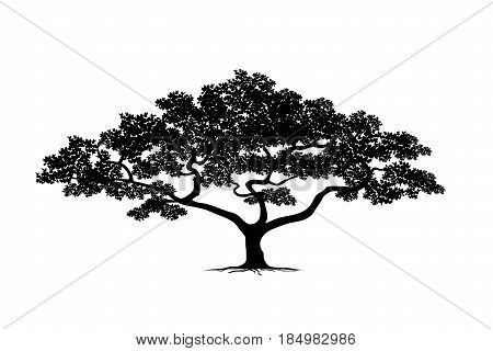 silhouette tree Vector trees in silhouettes set