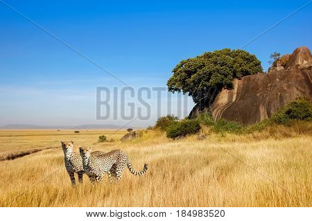 A group of cheetahs in the savanna in the national park of Africa