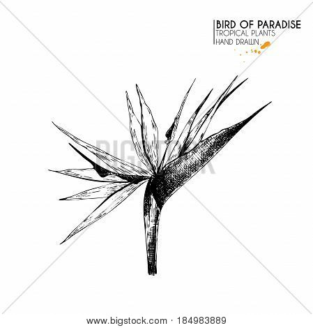 Vecotr hand drawn tropical plant icons. Exotic engraved leaves and flowers. Isoalated on white. Bird of paradise flower and leaves. Vintage style illustration. Use for exotic beach, wedding, partty