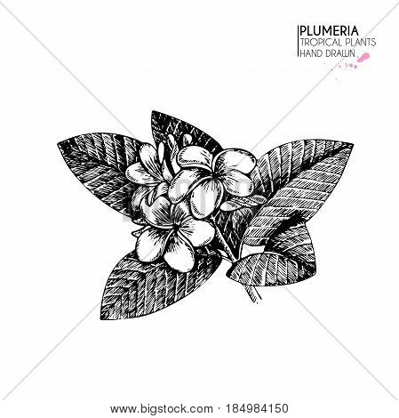 Vecotr hand drawn tropical plant icons. Exotic engraved leaves and flowers. Isoalated on white. Plumeria frangipany flowers and leaves on twig. Vintage style illustration. Use for exotic beach, wedding, partty