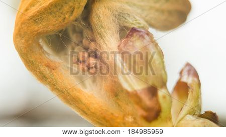 The sprout of chestnut begins to blossom. Macro shot.