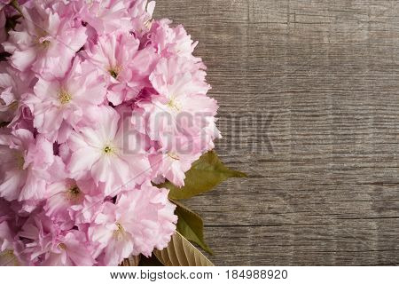 Pink Kwanzan cherry blossoms on a wooden background with copy space