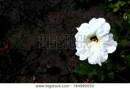 A natural white flower on the background of the earth. Amazing view of a white flower blooming in a garden with green petals landscape in a sunny summer or spring day.