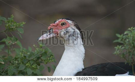 Muscovy duck roaming on the grass. Beautiful male Muscovy duck