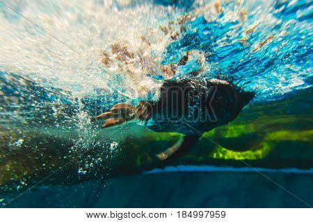 Cute penguin swims in blue water with a big splash