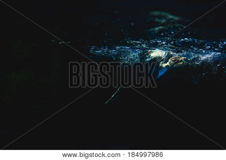 Cute penguin swims in blue water with a big splash