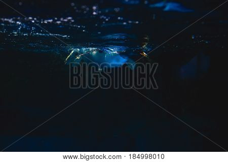 Cute penguin swims in blue water with a big splash
