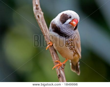 Zebravink