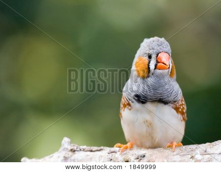 Finch