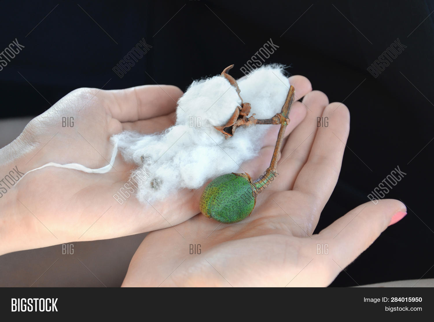 Cotton Picking, Cotton Image & Photo (Free Trial) Bigstock