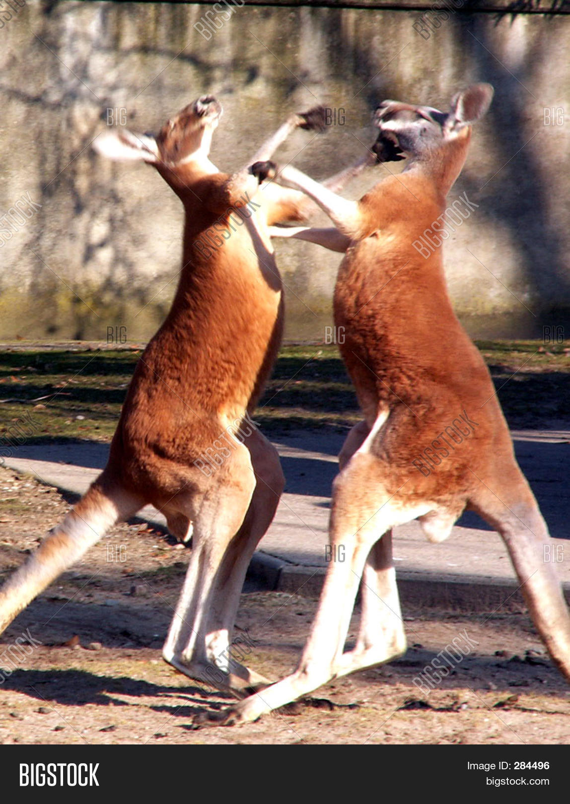 Boxing Kangaroos Image & Photo (Free Trial) Bigstock