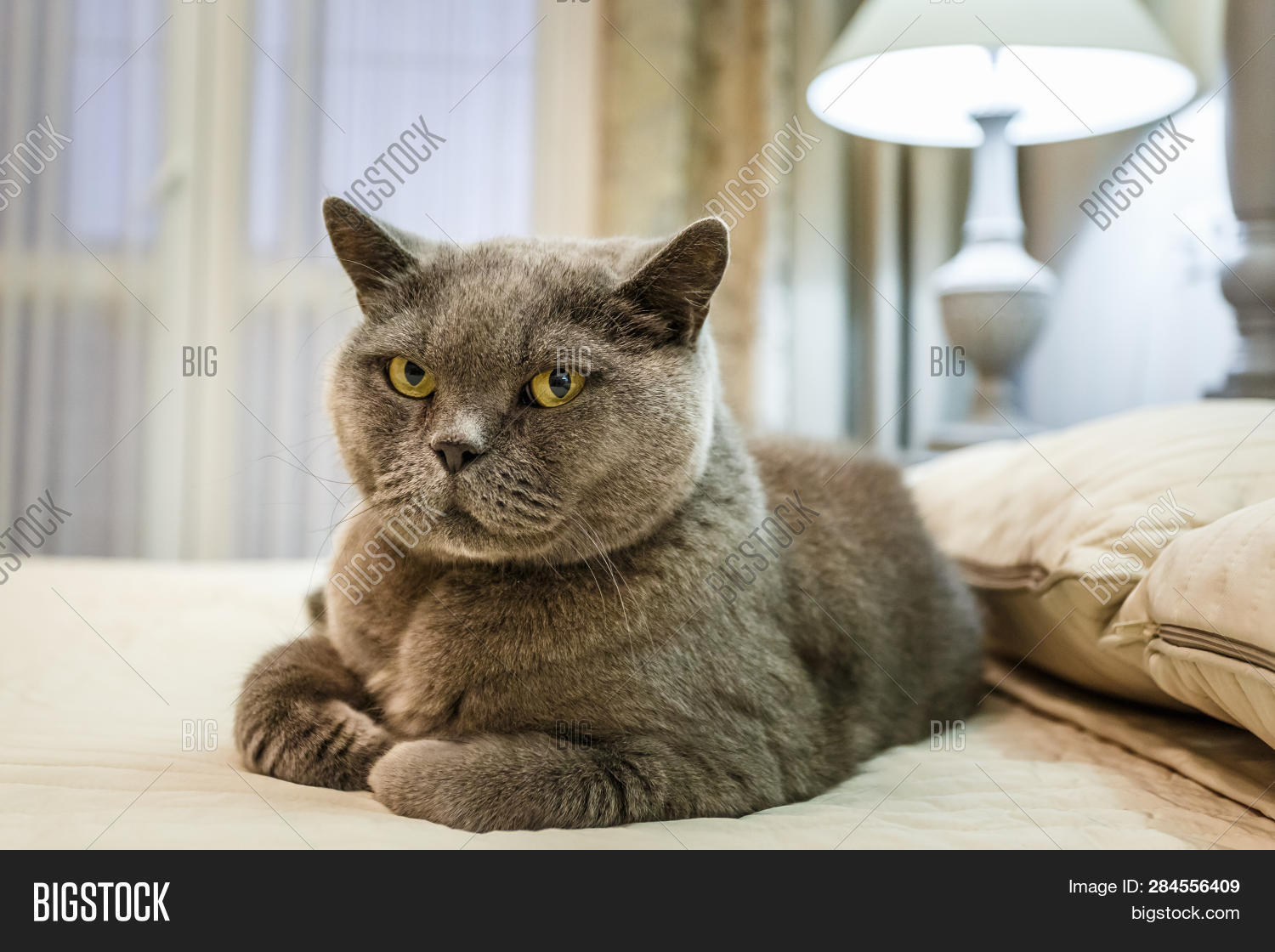 purebred british shorthair