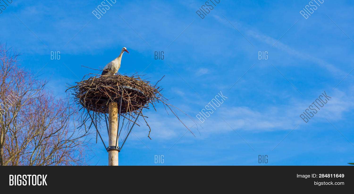 Big Birds Nest Stork Image & Photo (Free Trial) Bigstock