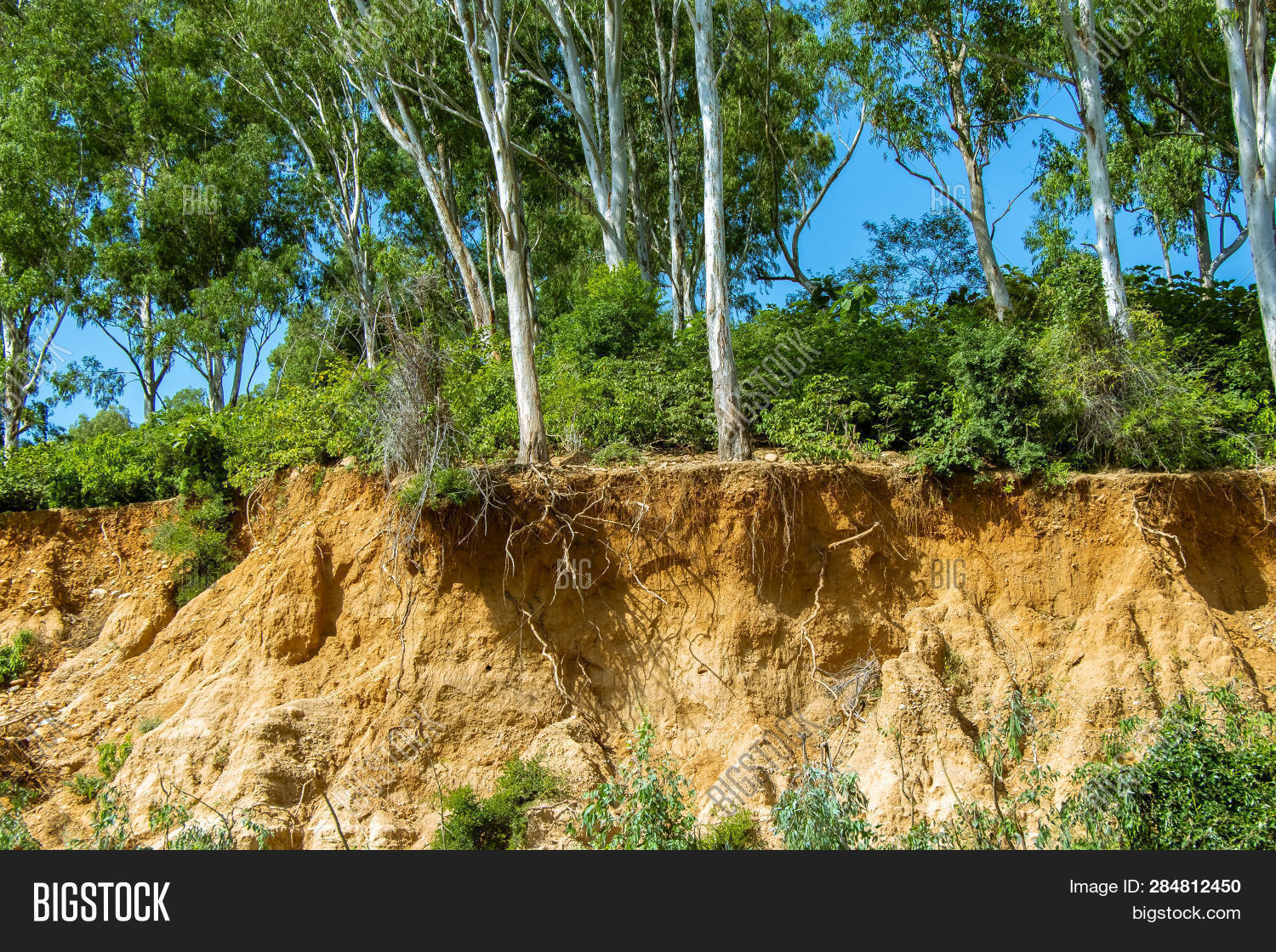Open Trees Roots Due Image & Photo (Free Trial) | Bigstock