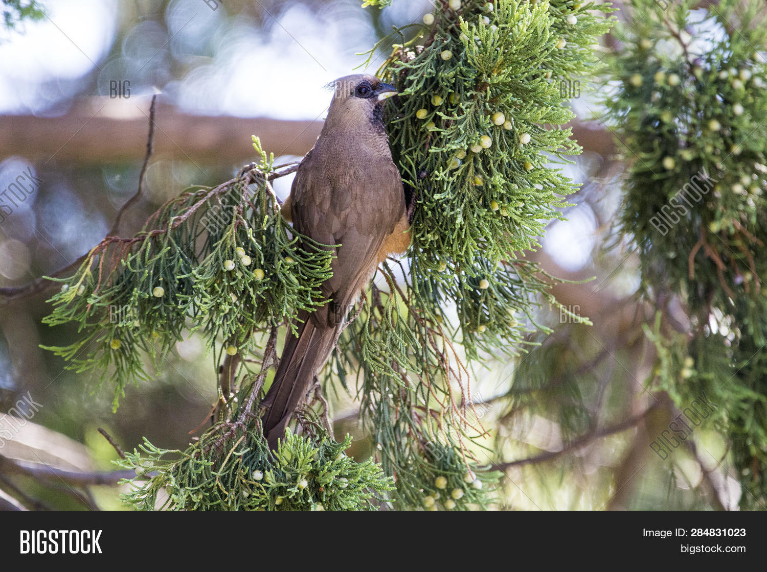 Mousebird Eating Fruit Image & Photo (Free Trial) Bigstock